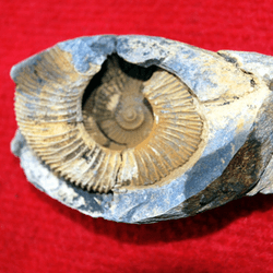 A marine fossil.