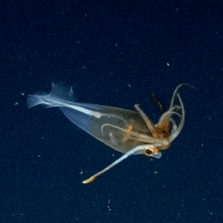 This is the first confirmed footage of the glacial glass squid, Galiteuthis glacialis.