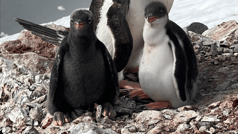 a gentoo penguin chick with melanism, it has a black belly where typically the tummy is white