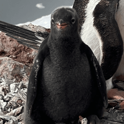 a gentoo penguin chick with melanism, it has a black belly where typically the tummy is white