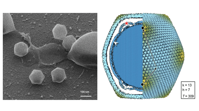 Two images showing the giant virus. The one on the left is a black and white microscope image of the virus, showing five of the virus particles which have hexagonal shapes surrounding a larger blog. Next to this is a digital reconstruction of the virus showing its shape as well as a cross section of its interior. 