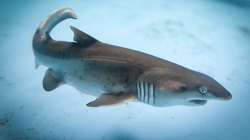 a grey nurse shark pup in water