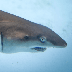 a grey nurse shark pup in water