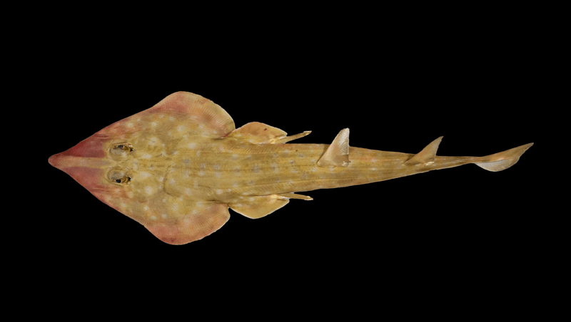 A new species of Guitar Shark on a black background