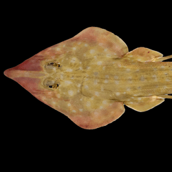 A new species of Guitar Shark on a black background