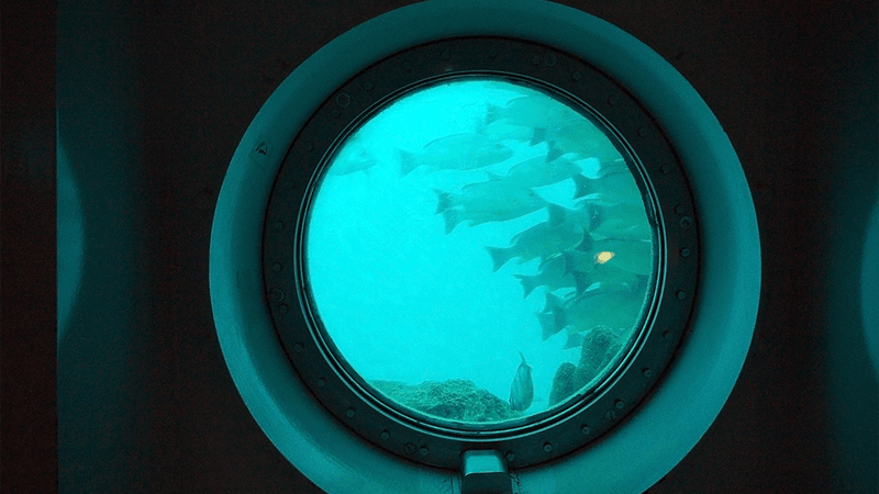 A viewing window underwater showing fish swimming by.