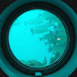 A viewing window underwater showing fish swimming by.