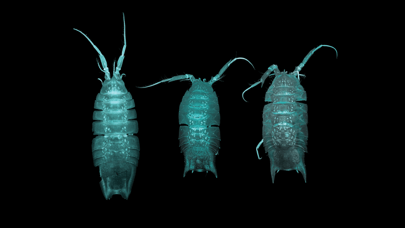 images of three isopod species (from left to right): H. hades, H. belyaevi, and H. erebus 