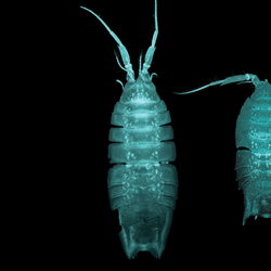 images of three isopod species (from left to right): H. hades, H. belyaevi, and H. erebus 