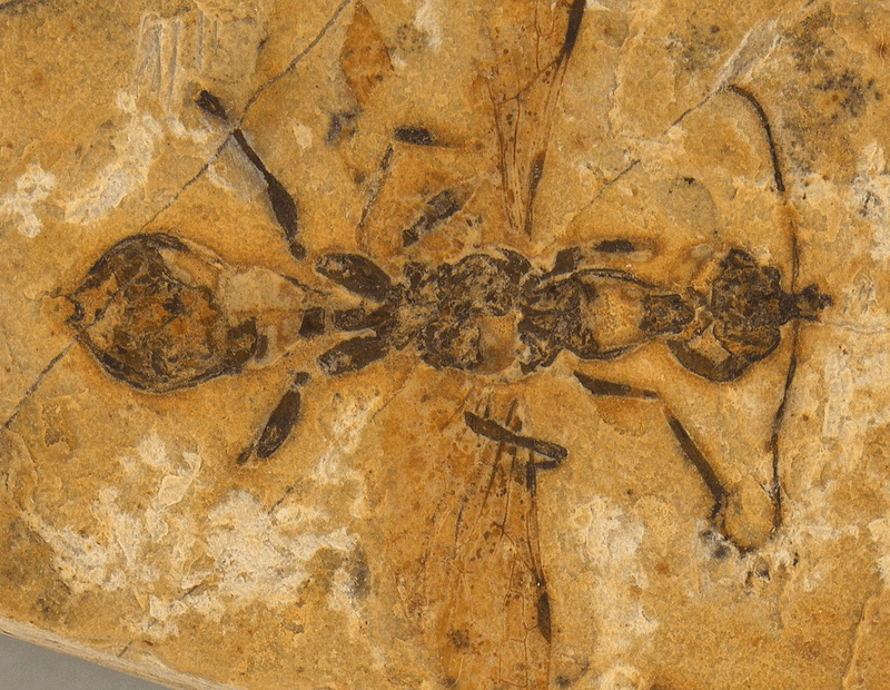 The new species of hell ant was encased in 113-million-year-old limestone.