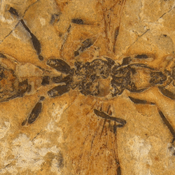 The new species of hell ant was encased in 113-million-year-old limestone.