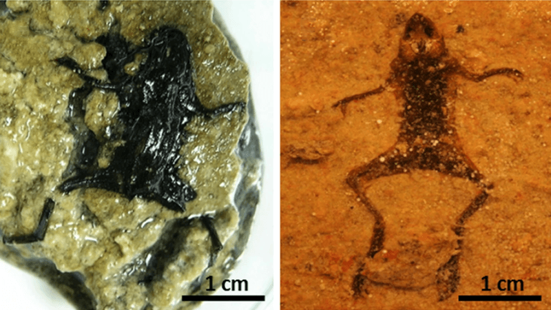 a decayed frog in sediment and a decayed frog after 240 days in microbial mat, it looks like a dark shadow