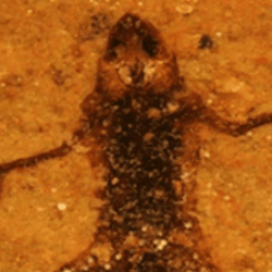 a decayed frog in sediment and a decayed frog after 240 days in microbial mat, it looks like a dark shadow