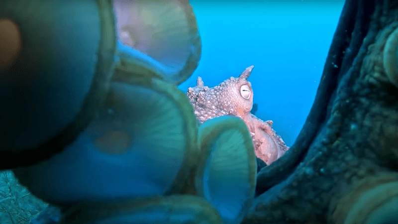 still taken from video footage of a Maori octopus with its suckers on the camera lens