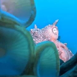 still taken from video footage of a Maori octopus with its suckers on the camera lens