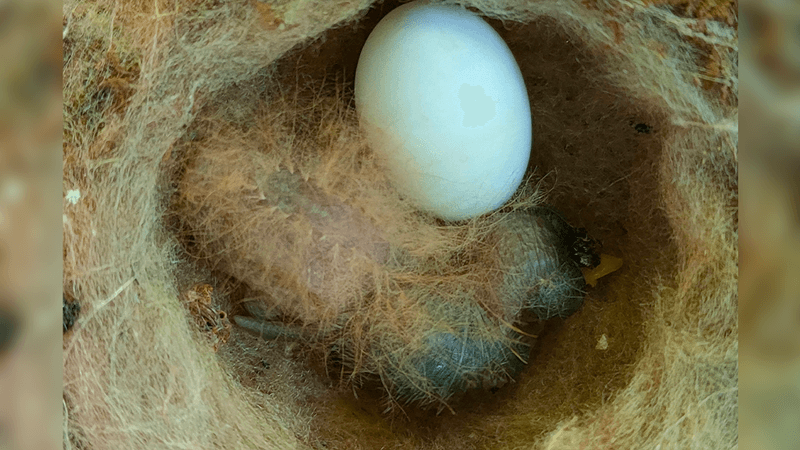 The fluffy dorsal feathers give a similar appearance to some caterpillars that have urticating hair that can cause painful reactions when touched.