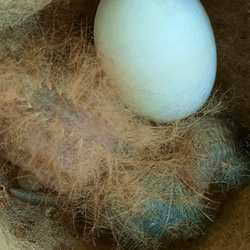 The fluffy dorsal feathers give a similar appearance to some caterpillars that have urticating hair that can cause painful reactions when touched.