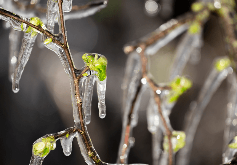 Fruit trees blossom protected against late frost by watering the apple trees. Long icicles on a tree. 