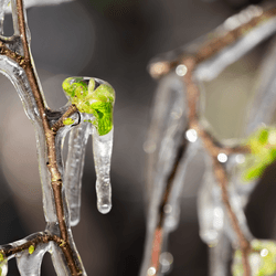 Fruit trees blossom protected against late frost by watering the apple trees. Long icicles on a tree. 