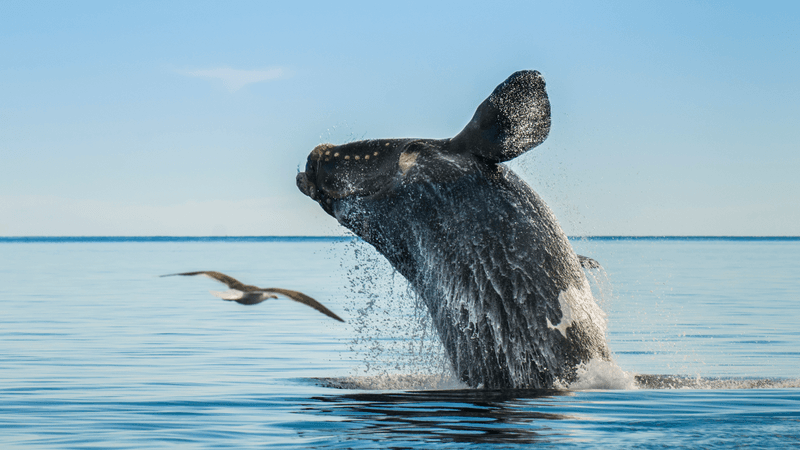 a southern right whale breaching the ocean surface as a seagull flies nearby
