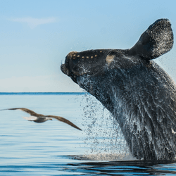 a southern right whale breaching the ocean surface as a seagull flies nearby