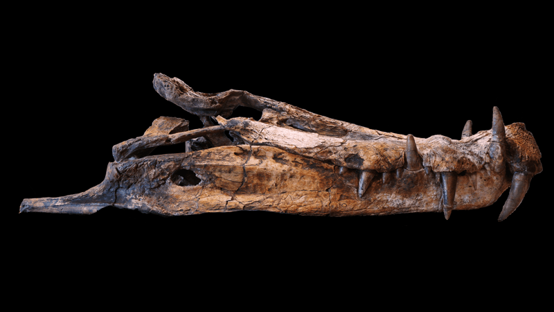 Kaprosuchus