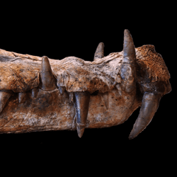Kaprosuchus