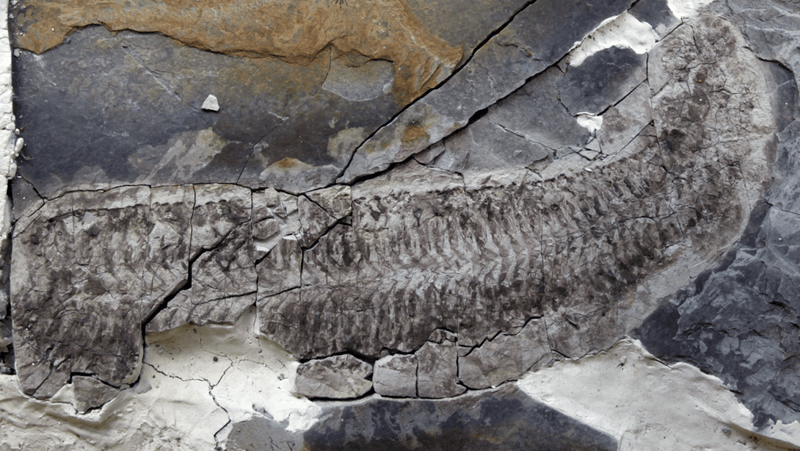 The fossil Keurbos susanae - or Sue - in the rock.