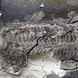 The fossil Keurbos susanae - or Sue - in the rock.