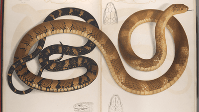 A drawing of a king cobra from Fayrer (1872). There is one large two page drawing of the snake with pale brown scales at one end and darker brown at the other.