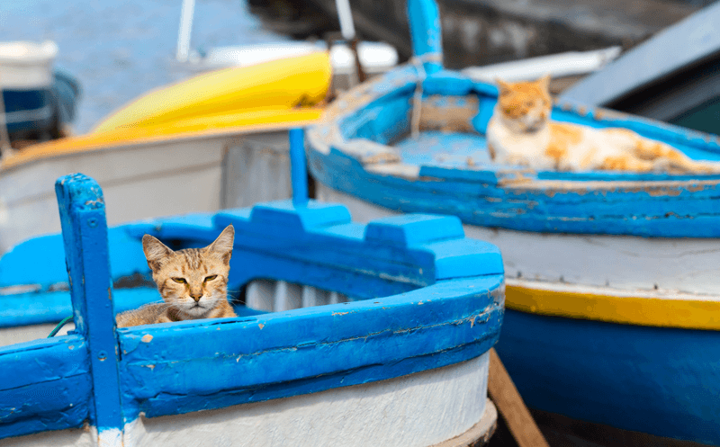 Two cats sit in blue wooden sailing boats.