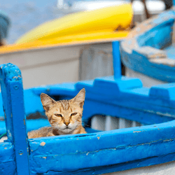Two cats sit in blue wooden sailing boats.