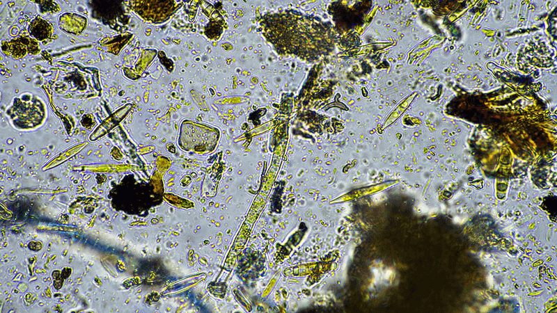 Top soil microbes under a microscope.