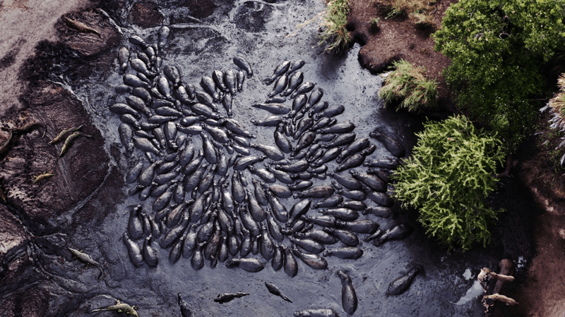 Overhead shot of a hippo pod. Katavi National Park, Tanzania