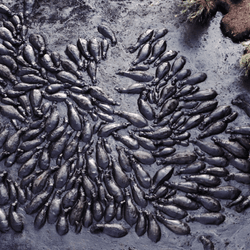 Overhead shot of a hippo pod. Katavi National Park, Tanzania