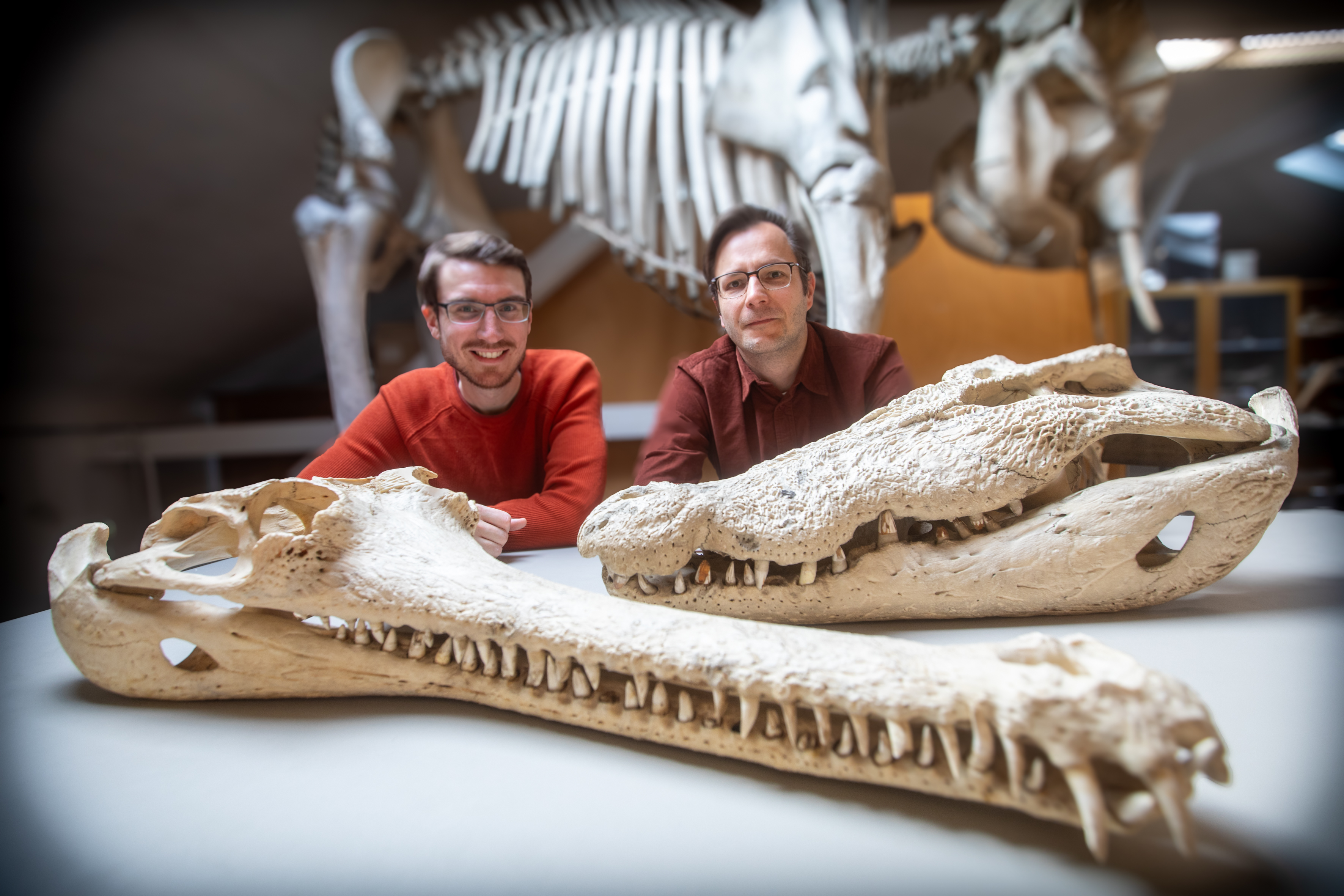 Dr. Márton Rabi (r) and co-author Dr. Tobias Massonne (l) with two of the largest skulls of living crocodilian species. Dr. Márton Rabi (r) and co-author Dr. Tobias Massonne (l) with two of the largest skulls of living crocodilian species.