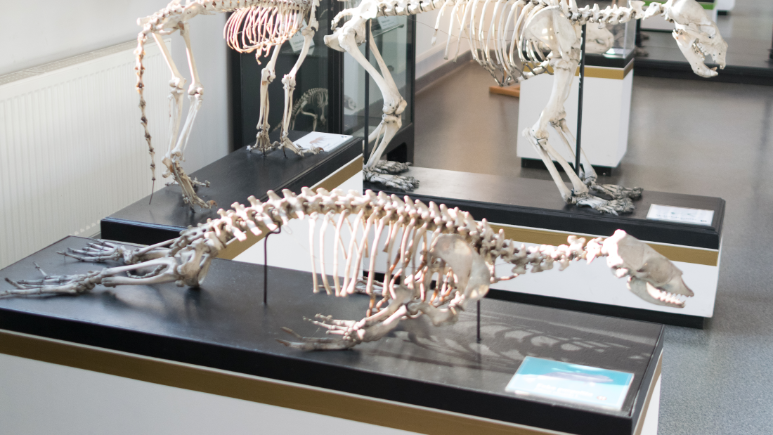 a pinniped skeleton without its penis bone a pinniped skeleton without its penis bone
