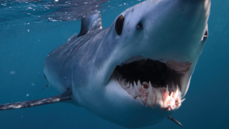 shortfin mako close up it looks surprised