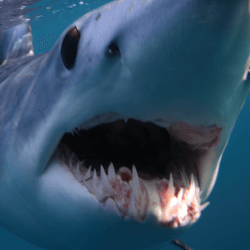 shortfin mako close up it looks surprised