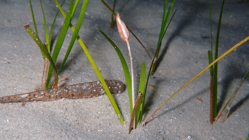 the little Neptune seagrass, Cymodocea nodosa with a tulip-like bloom