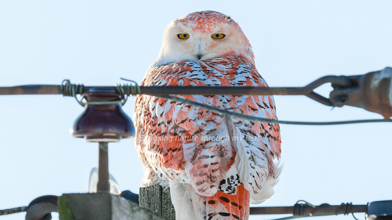 Snowy owl sat on a telegraph pole with red feathers