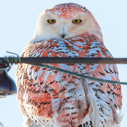 Snowy owl sat on a telegraph pole with red feathers