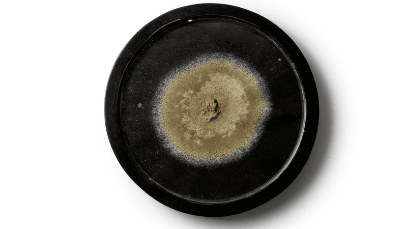 penicillin mold medallion, circle of greenish growth 