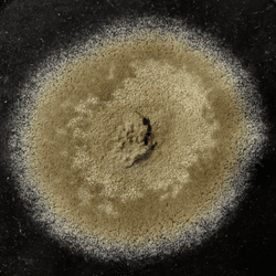 penicillin mold medallion, circle of greenish growth 