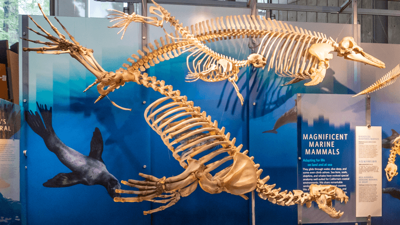 some kind of skeletonised pinniped on display in a museum with its penis bone in-situ, floating under its pelvis