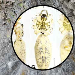 Two researchers use torches to look at the overhanging rocks. There is insert showing one of the new spider species.