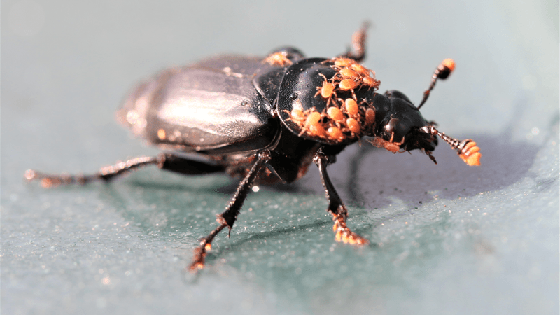 mites riding on a beetle