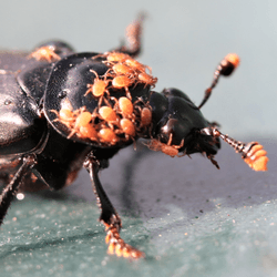 mites riding on a beetle