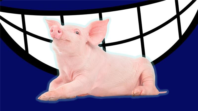 Photo of a pig superimposed in front of a cartoon grin on a navy background