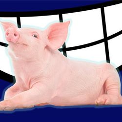 Photo of a pig superimposed in front of a cartoon grin on a navy background